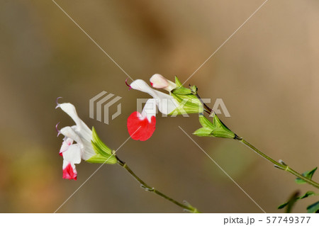 三鷹中原に咲く赤と白のサルビアミクロフィラ 57749377