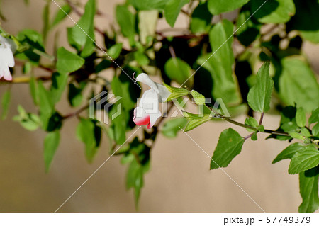 三鷹中原に咲く赤と白のサルビアミクロフィラ 57749379