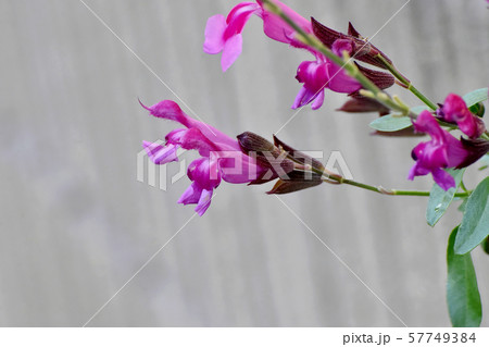 三鷹中原に咲くピンクのサルビアミクロフィラ 57749384