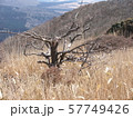 枯れ野に立つ枯れ木 57749426