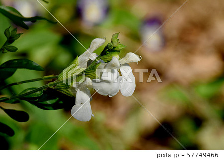 三鷹中原に咲く白いサルビアミクロフィラ 57749466