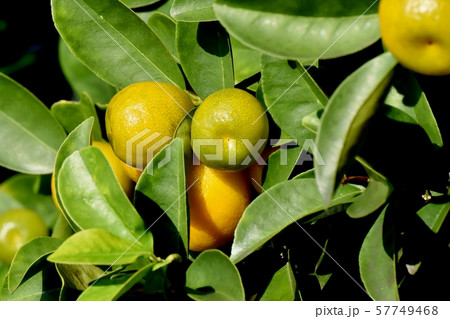 三鷹中原になる黄緑色の未完熟なキンカンの実 57749468