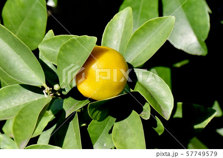 三鷹中原になる黄色いキンカンの実 三鷹中原になる黄色いキンカンの実 57749579