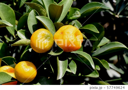 三鷹中原になる黄色いキンカンの実 57749624