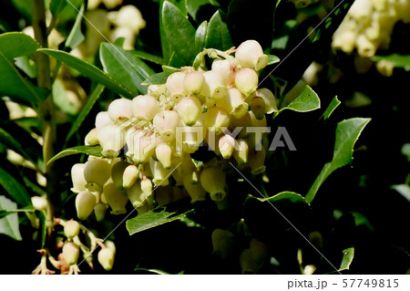 三鷹中原に咲く白いイチゴノキの花 57749815