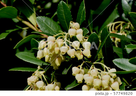 三鷹中原に咲く白いイチゴノキの花 三鷹中原に咲く白いイチゴノキの花 57749820