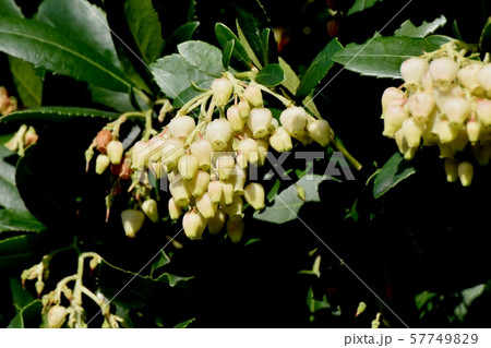 三鷹中原に咲く白いイチゴノキの花 57749829