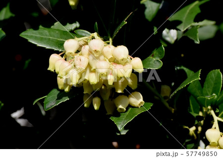 三鷹中原に咲く白いイチゴノキの花 57749850