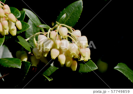 三鷹中原に咲く白いイチゴノキの花 三鷹中原に咲く白いイチゴノキの花 57749859