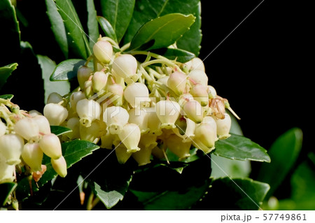 三鷹中原に咲く白いイチゴノキの花 57749861