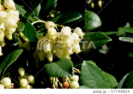三鷹中原に咲く白いイチゴノキの花 57749924