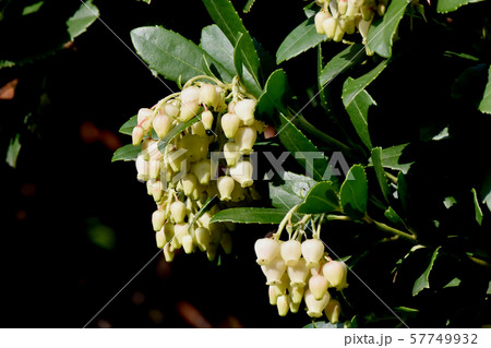 三鷹中原に咲く白いイチゴノキの花 三鷹中原に咲く白いイチゴノキの花 57749932