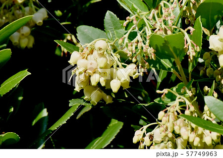 三鷹中原に咲く白いイチゴノキの花 三鷹中原に咲く白いイチゴノキの花 57749963