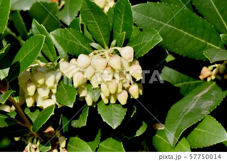 三鷹中原になる白いイチゴノキの花 三鷹中原になる白いイチゴノキの花 57750014