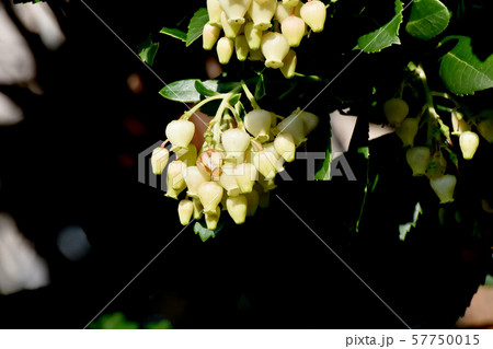 三鷹中原になる白いイチゴノキの花 57750015