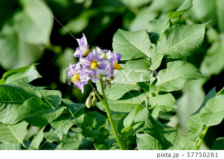 三鷹中原に咲く紫色のジャガイモの花 三鷹中原に咲く紫色のジャガイモの花 57750261
