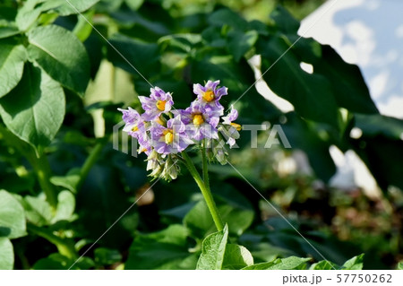 三鷹中原に咲く紫色のジャガイモの花 三鷹中原に咲く紫色のジャガイモの花 57750262