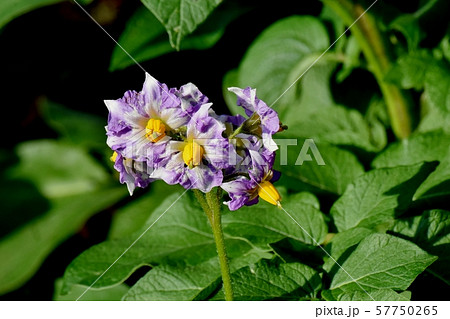 三鷹中原に咲く紫色のジャガイモの花 57750265