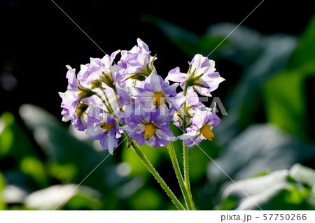 三鷹中原に咲く紫色のジャガイモの花 57750266