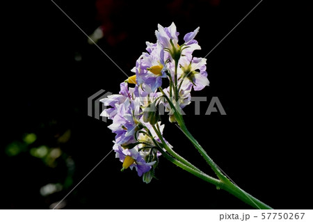 三鷹中原に咲く紫色のジャガイモの花の写真素材