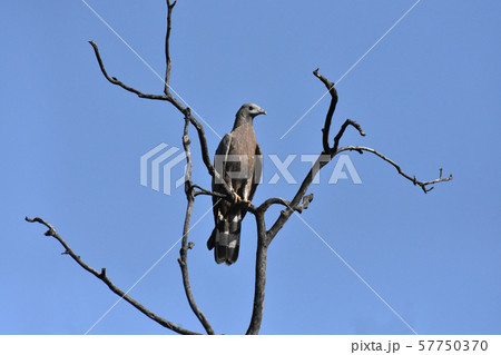 Oriental honey buzzard, Pernis ptilorhynchus, Bandhavgadh, Madhya Pradesh, India Oriental honey buzzard, Pernis ptilorhynchus, Bandhavgadh, Madhya Pradesh, India 57750370