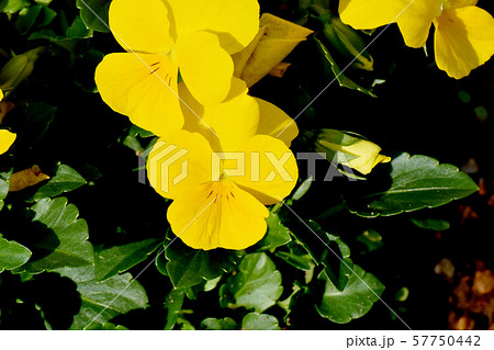 三鷹中原に咲く黄色いビオラ 57750442