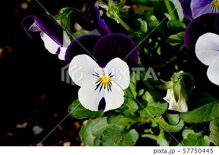 三鷹中原に咲く紫色と白のビオラ 57750445