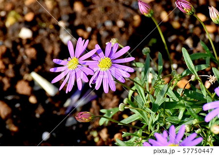 三鷹中原に咲く紫色のアズマギク 57750447