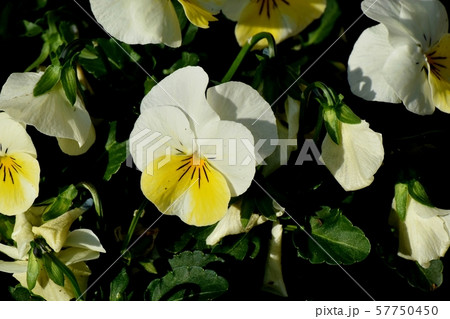 三鷹中原に咲く白と黄色のビオラ 57750450