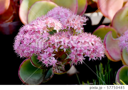 三鷹中原に咲くピンクのミセバヤの花 三鷹中原に咲くピンクのミセバヤの花 57750485