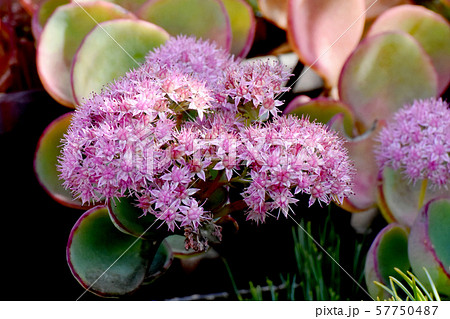 三鷹中原に咲くピンクのミセバヤの花 三鷹中原に咲くピンクのミセバヤの花 57750487
