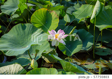 The bud of a lotus flower. Background is the lotus leaf and lotus flower and lotus bud and tree. 57750803