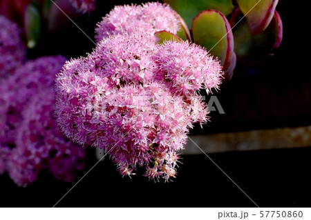 三鷹中原に咲くピンクのミセバヤの花 57750860