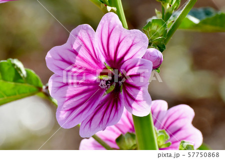 三鷹中原に咲く紫色と白のゼニアオイの花 57750868
