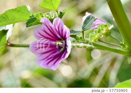 三鷹中原に咲く紫色と白のゼニアオイの花 57750905