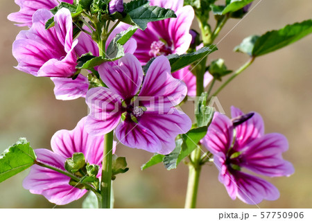 三鷹中原に咲く紫色と白のゼニアオイの花 57750906