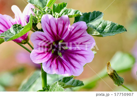 三鷹中原に咲く紫色と白のゼニアオイの花 三鷹中原に咲く紫色と白のゼニアオイの花 57750907