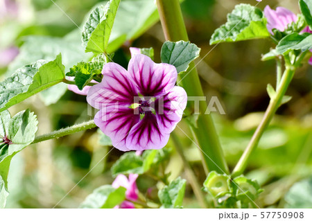 三鷹中原に咲く紫色と白のゼニアオイの花 三鷹中原に咲く紫色と白のゼニアオイの花 57750908