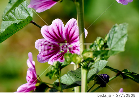 三鷹中原に咲く紫色と白のゼニアオイの花 57750909