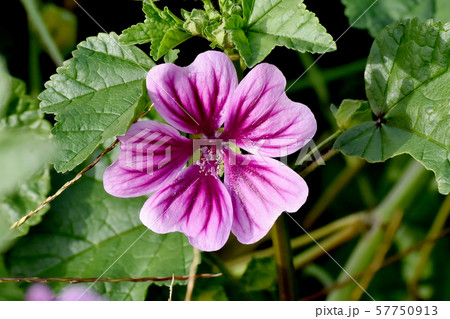 三鷹中原に咲く紫色と白のゼニアオイの花 57750913
