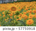 ひまわり 57750918