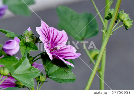 三鷹中原に咲く紫色と白のゼニアオイの花 三鷹中原に咲く紫色と白のゼニアオイの花 57750953