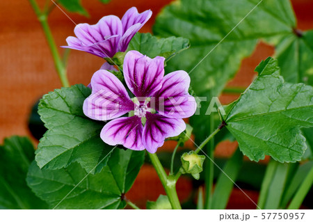 三鷹中原に咲く紫色と白のゼニアオイの花 57750957
