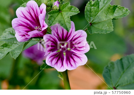 三鷹中原に咲く紫色と白のゼニアオイの花 三鷹中原に咲く紫色と白のゼニアオイの花 57750960