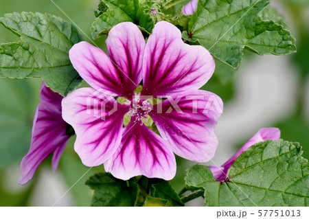 三鷹中原に咲く紫色と白のゼニアオイの花 57751013