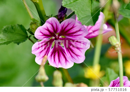三鷹中原に咲く紫色と白のゼニアオイの花 57751016