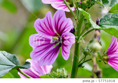 三鷹中原に咲く紫色と白のゼニアオイの花 三鷹中原に咲く紫色と白のゼニアオイの花 57751018