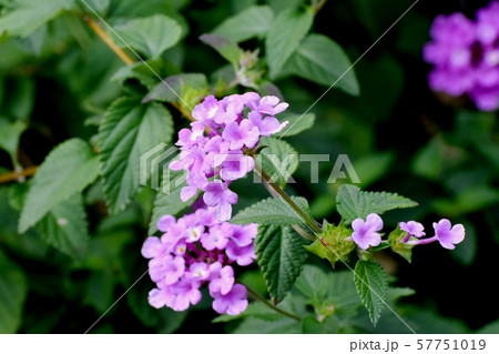 三鷹中原に咲くピンクのランタナ 三鷹中原に咲くピンクのランタナ 57751019