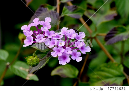 三鷹中原に咲くピンクのランタナ 57751021