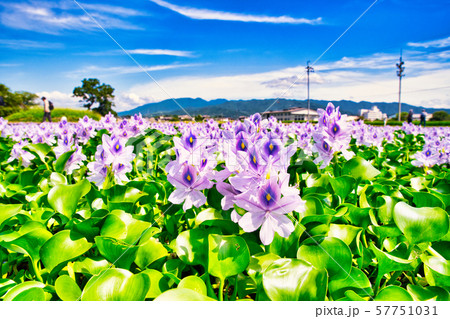 奈良県 本薬師寺跡 ホテイアオイ 奈良県 本薬師寺跡 ホテイアオイ 57751031